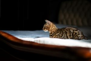 Insurance for Bengal Cats: What Every Owner Should Know